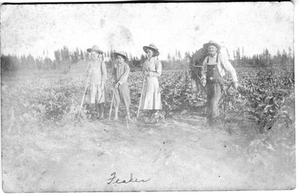 In Sugar Beet Field out West
